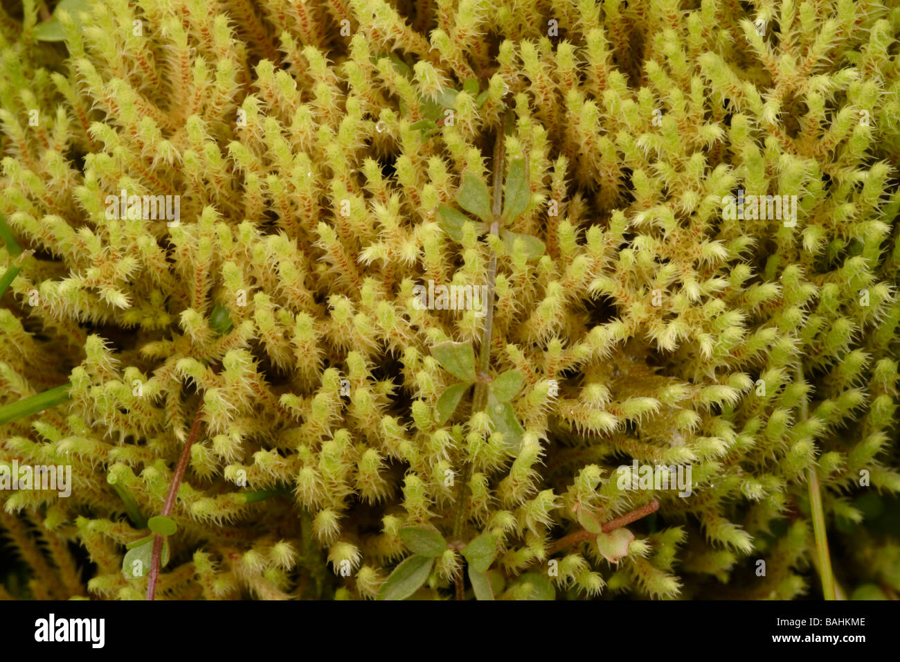 Fountain apple moss Philonotis fontana UK Stock Photo