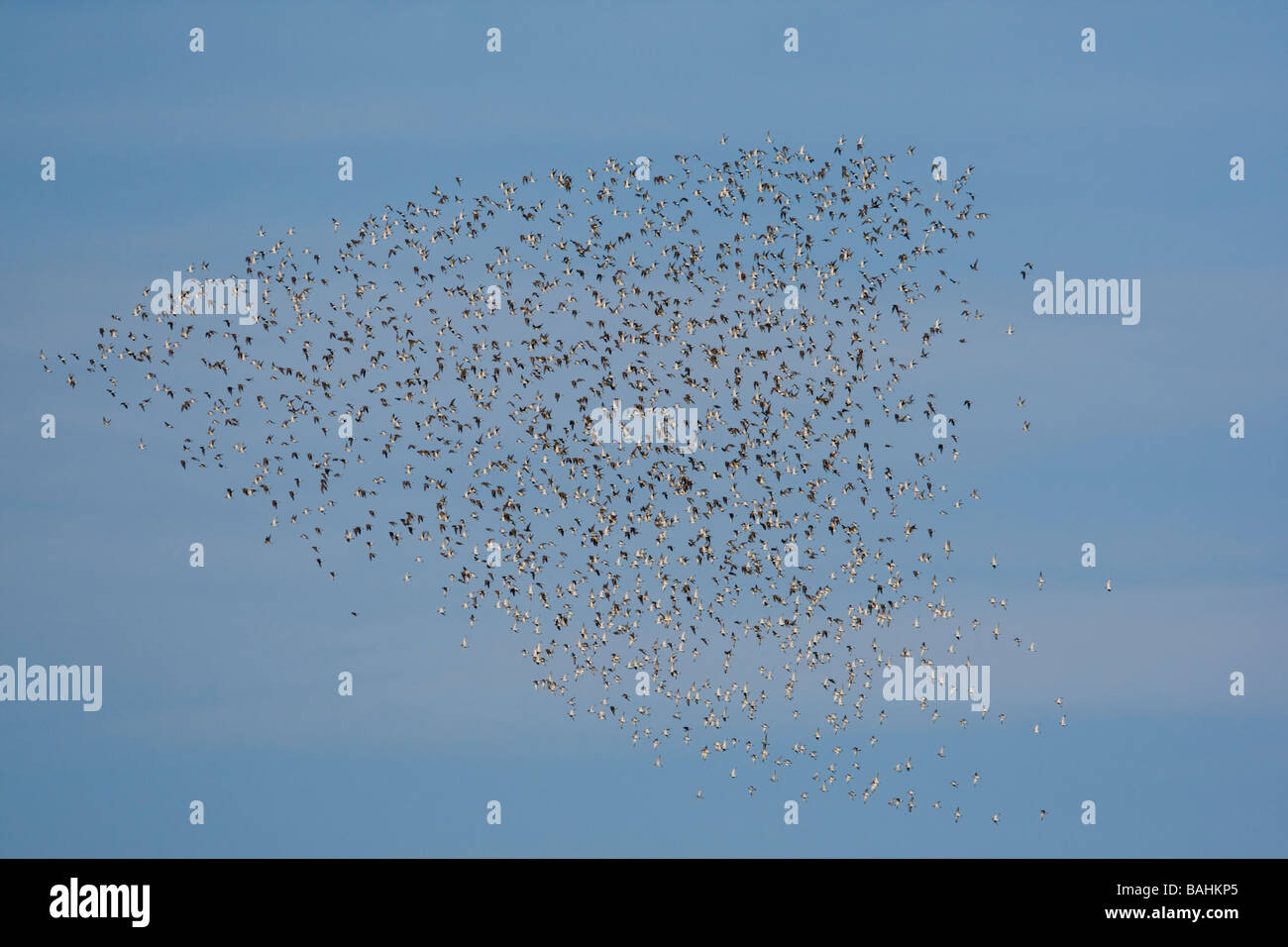 Golden Plover, flock in flight, Norfolk. Stock Photo