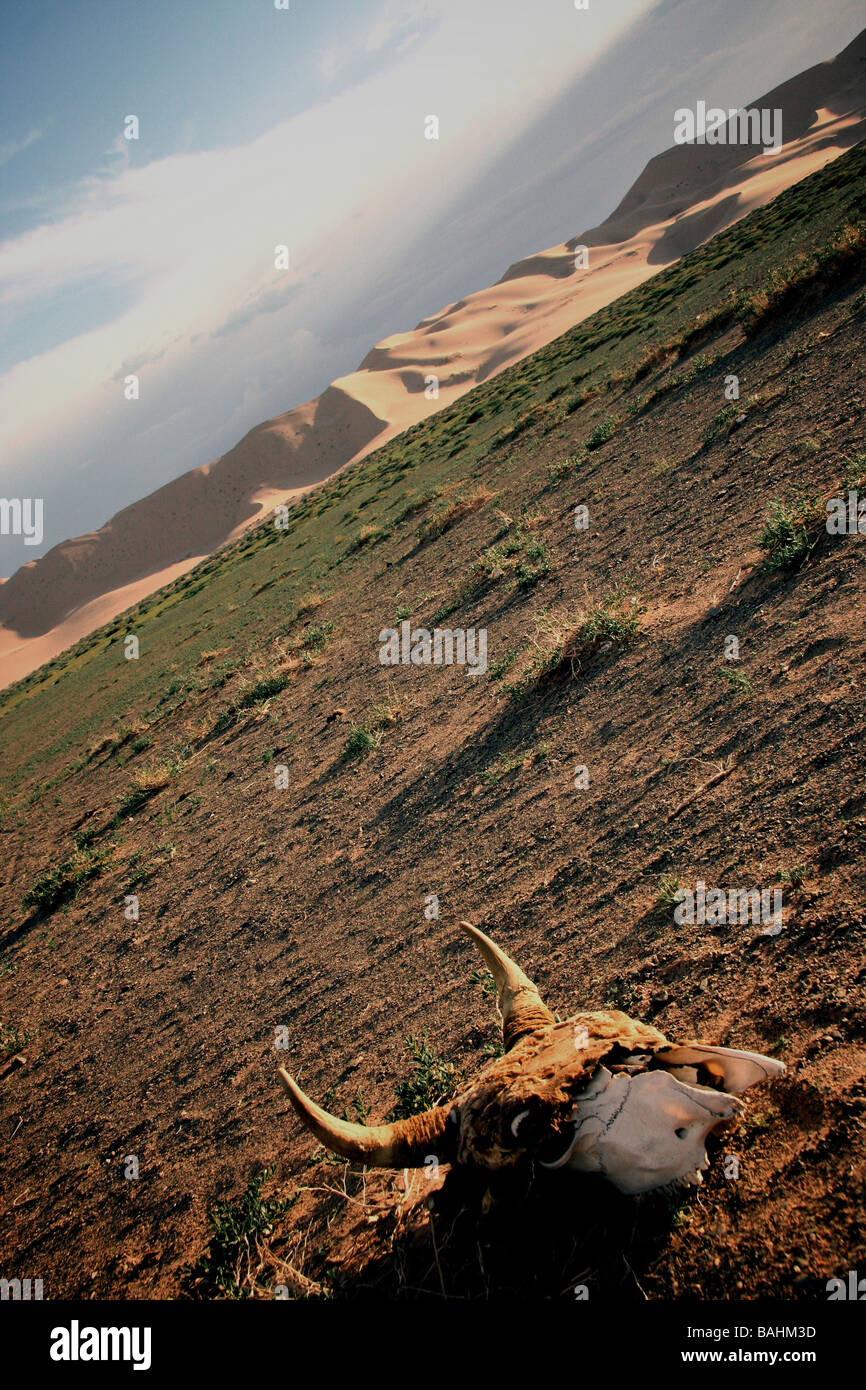 Bone of a cow's head in the Gobi desert Stock Photo - Alamy