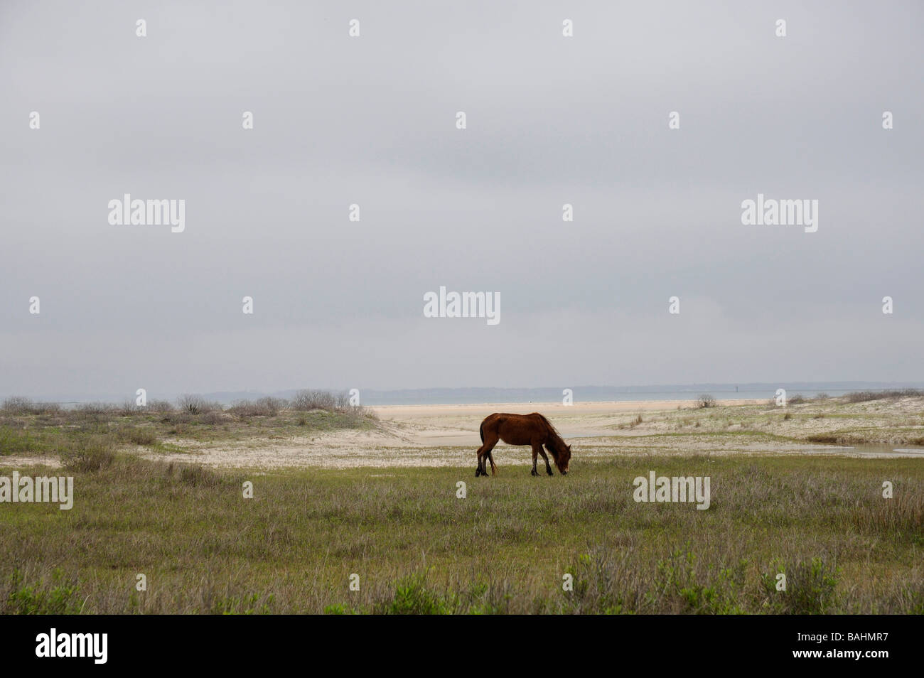 Wild horses on Barrier Islands Stock Photo