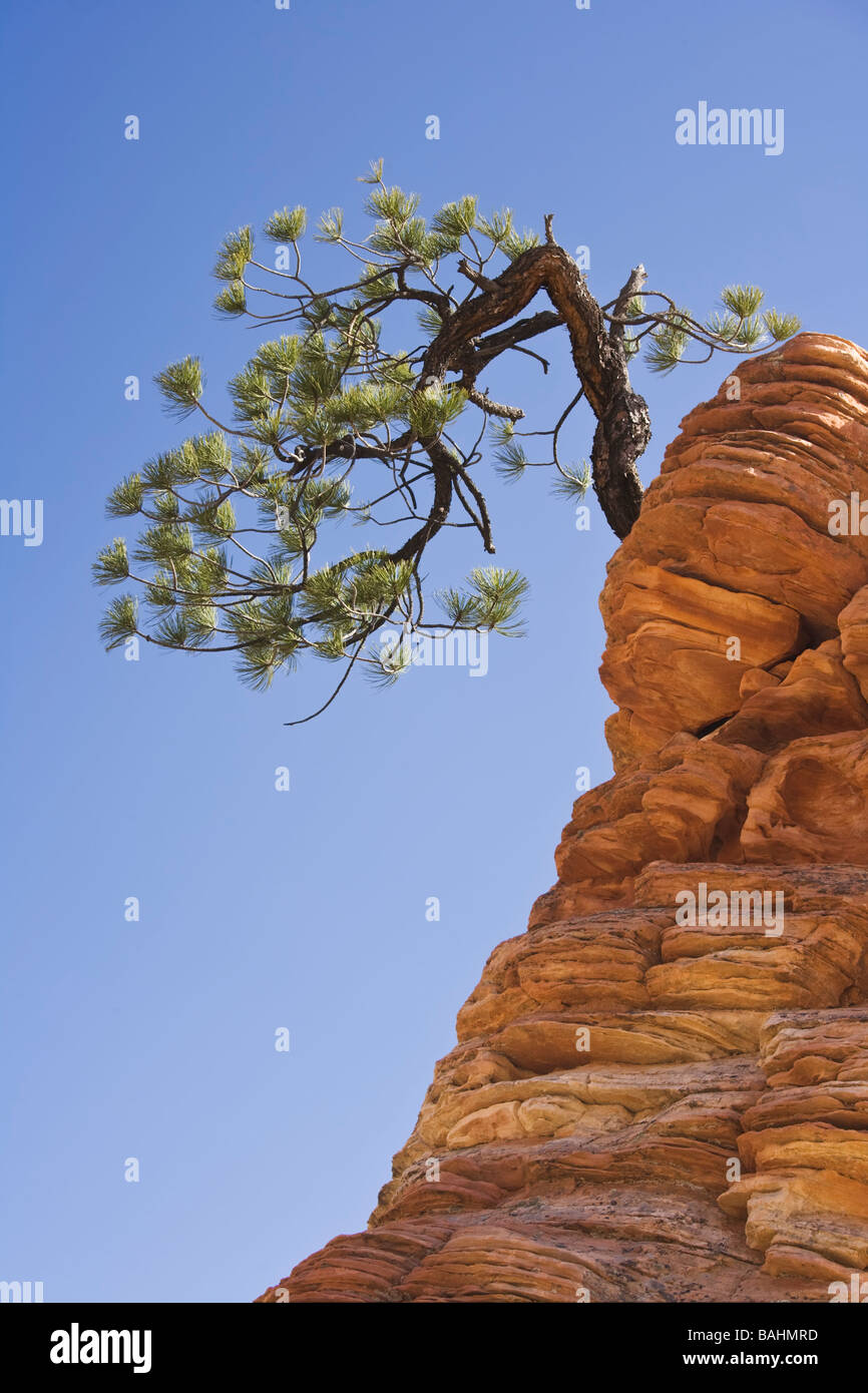 Lone pine tree clinging to the sandstone of Zion National Park Stock Photo