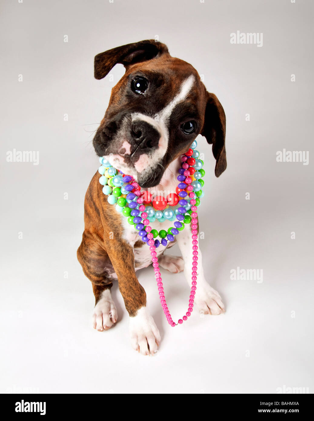 Dog with necklaces Stock Photo Alamy