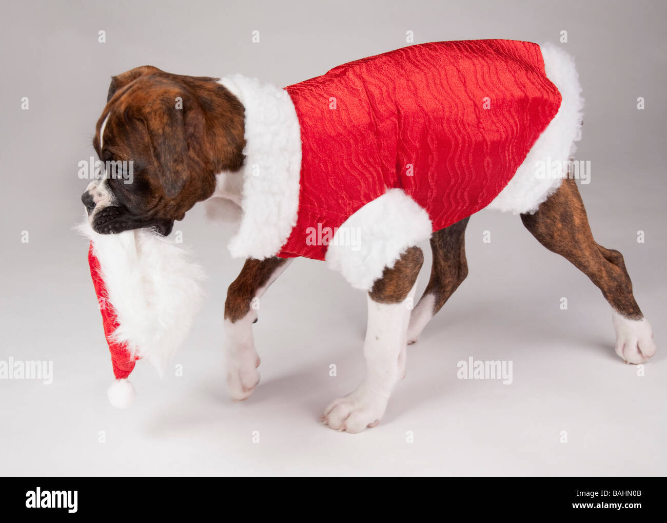 Dog in a Santa costume Stock Photo Alamy