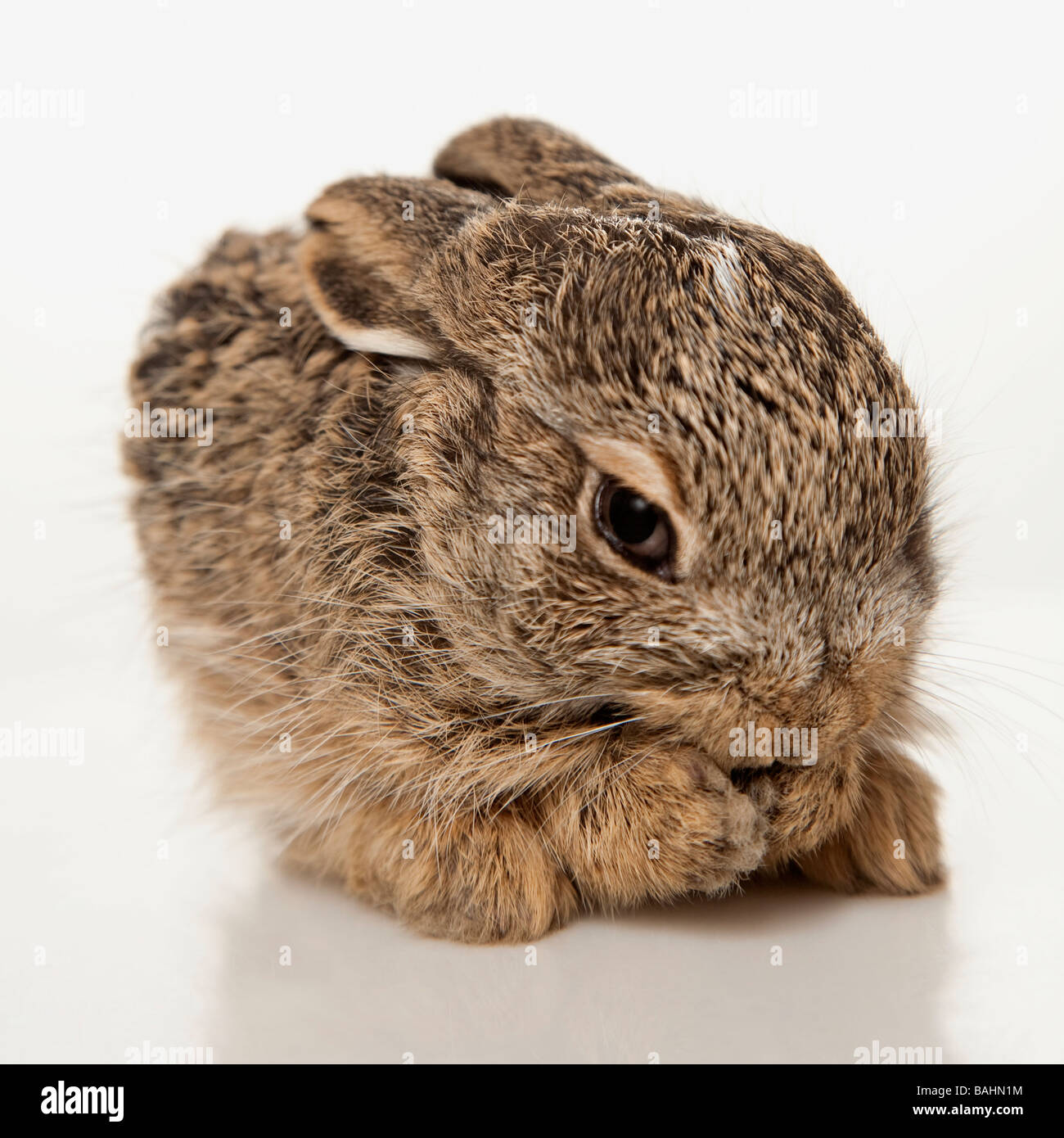 Baby rabbit cleaning himself Stock Photo Alamy