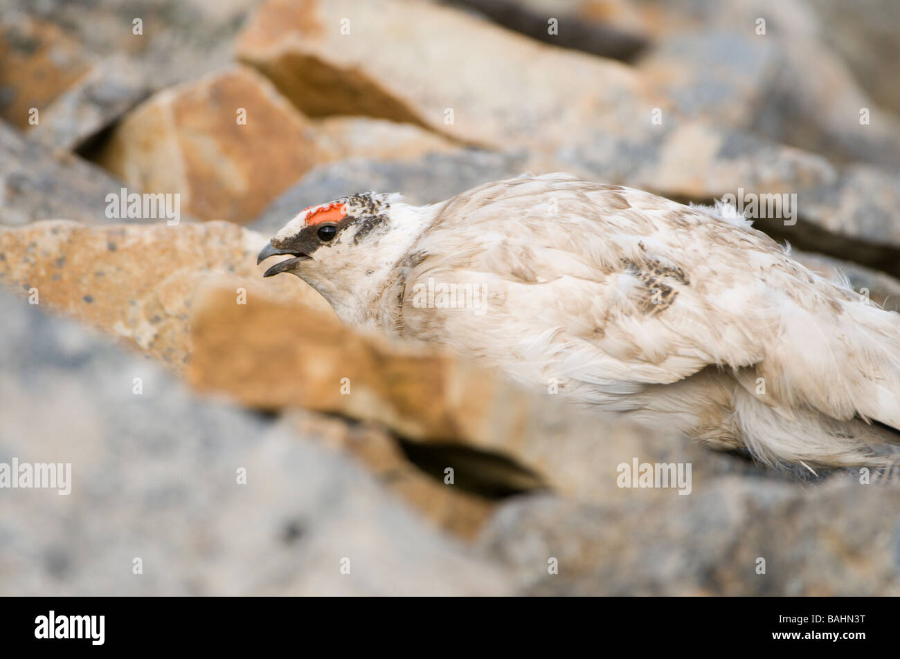 Ptarmigan Lagopus muta male summer feathering at mating time Stock Photo