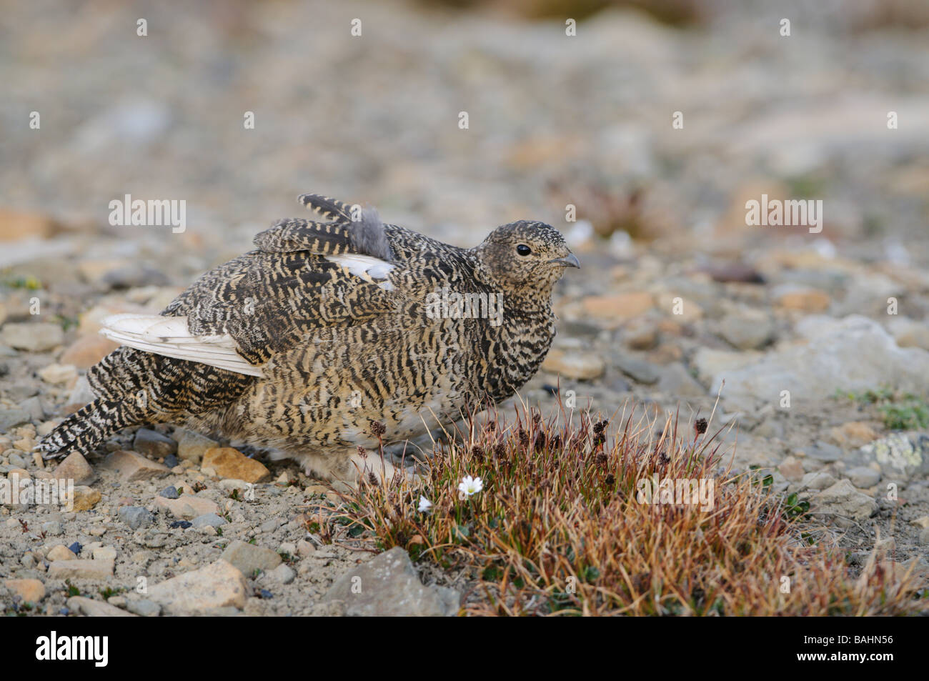 Ptarmigan Lagopus muta female summer feathering at mating time Stock Photo