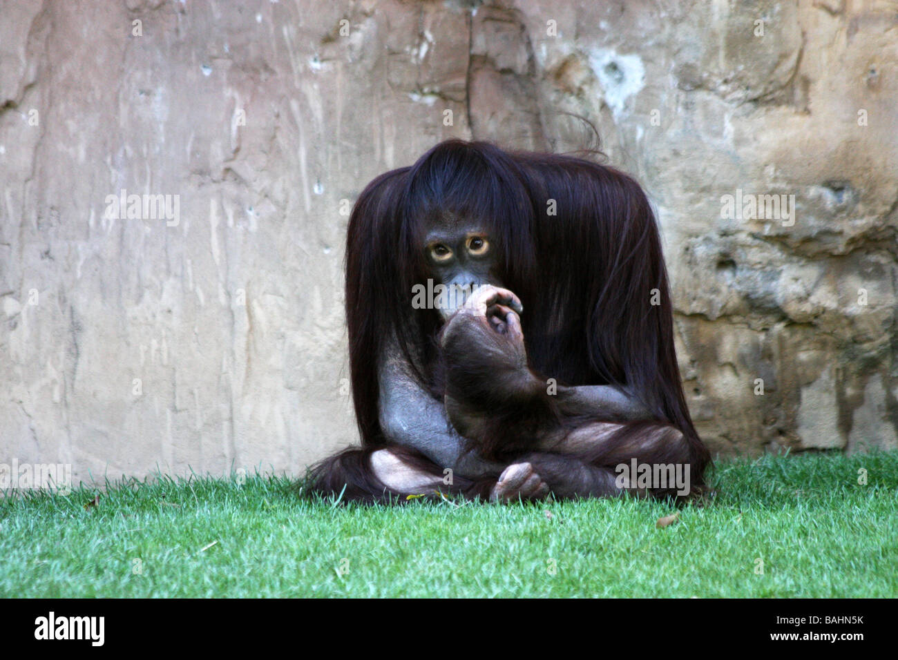 monkey with long fur Stock Photo