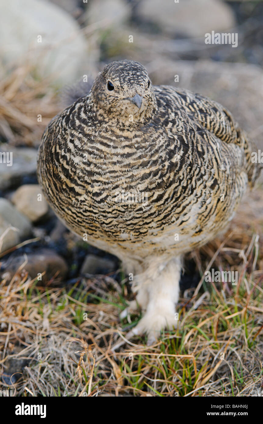 Ptarmigan Lagopus muta female summer feathering at mating time Stock Photo
