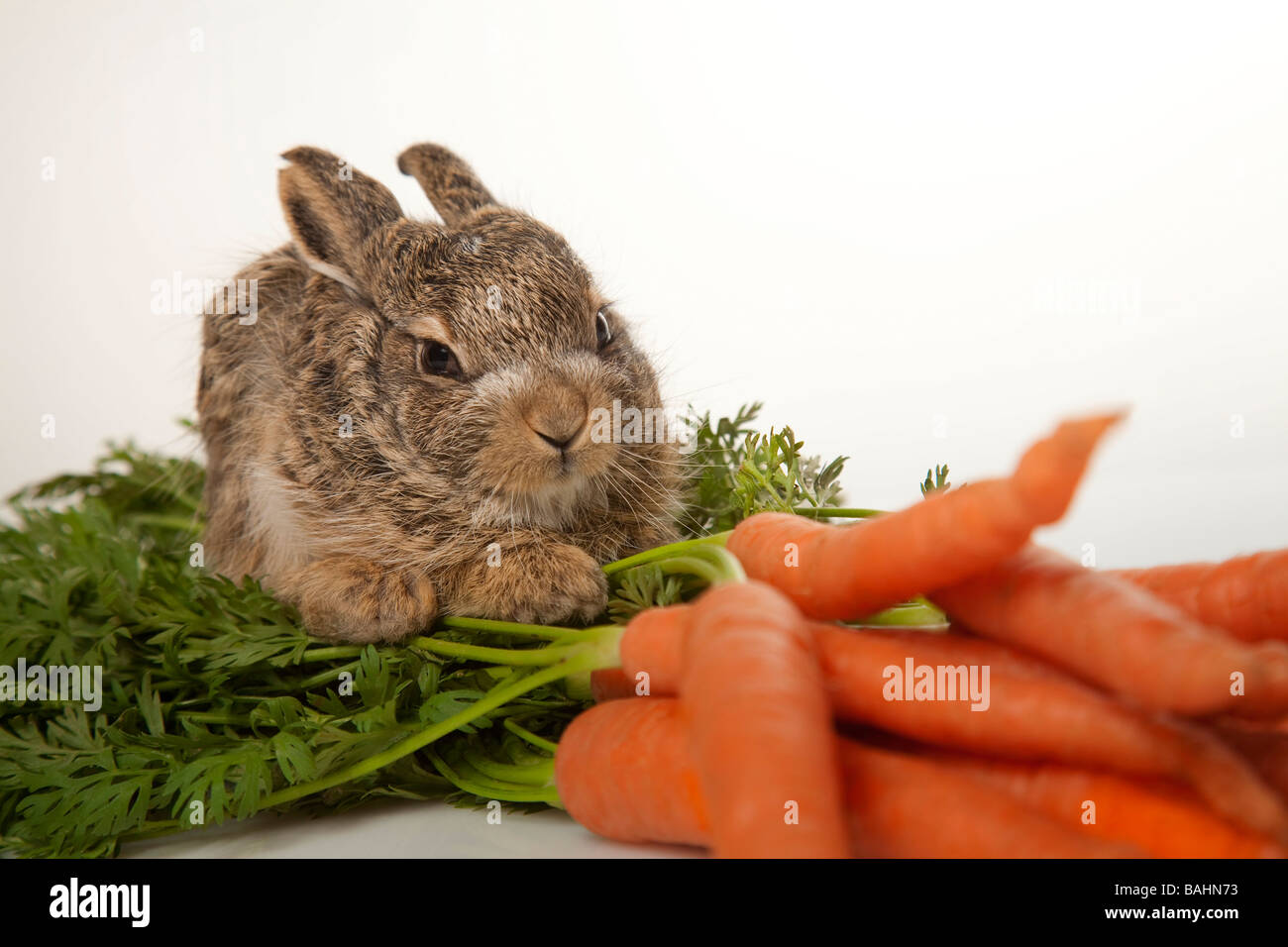 Rabbit Carrots High Resolution Stock Photography and Images - Alamy