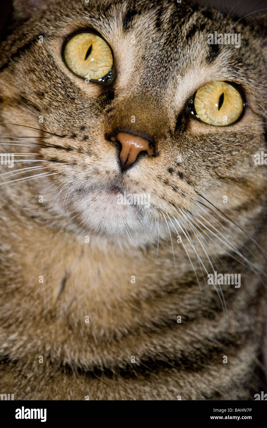 short hair tabby cat personality short hair tabby cat personality