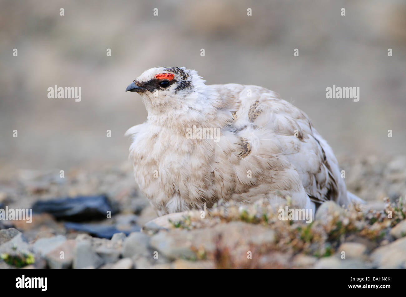 Ptarmigan Lagopus muta male summer feathering at mating time Stock Photo