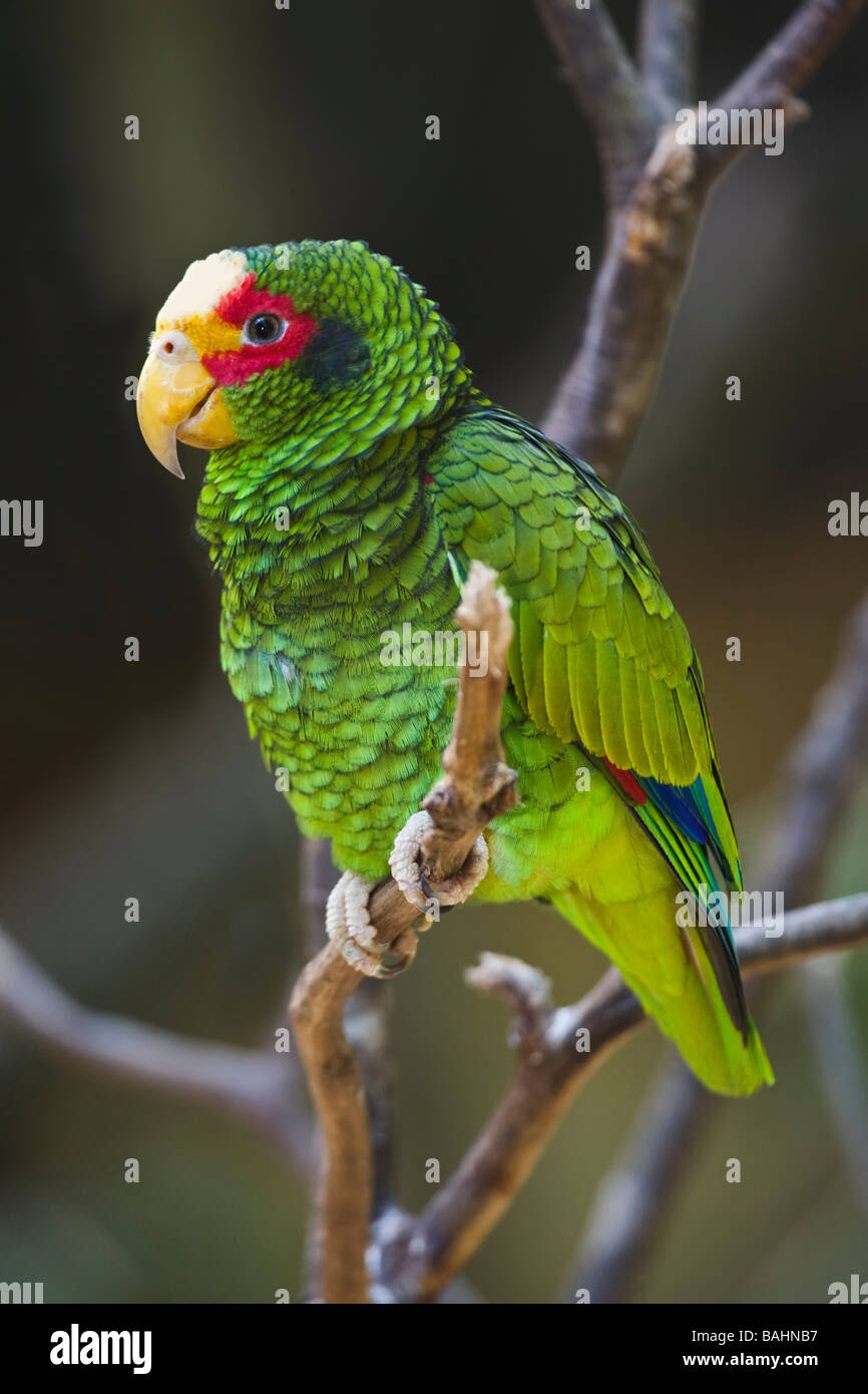 The Yellow Lored Parrot Amazona xantholora is native to Belize Honduras and Mexico Stock Photo