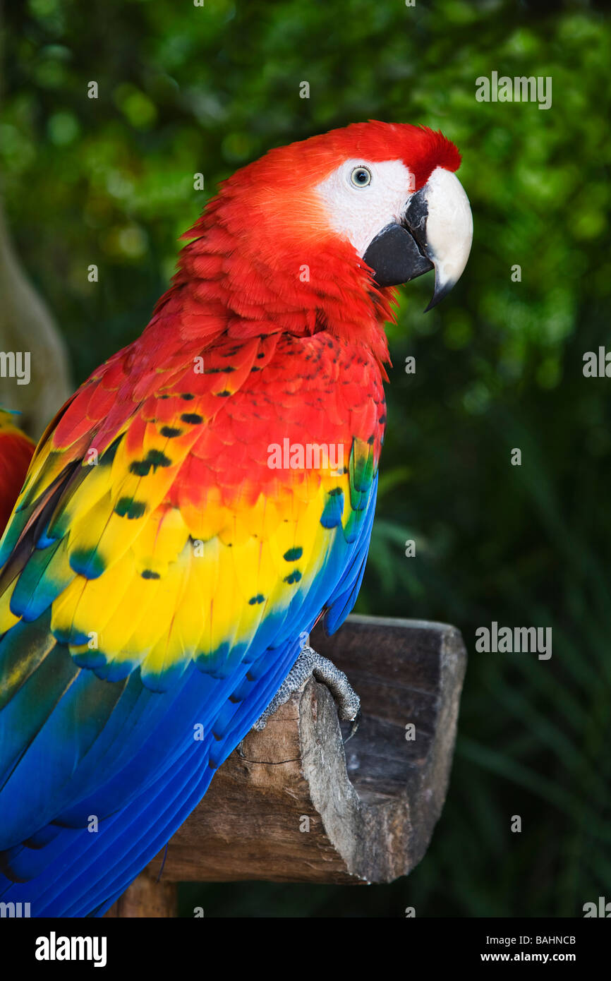 Scarlet Macaw Ara macaw, found in southern Mexico. Stock Photo