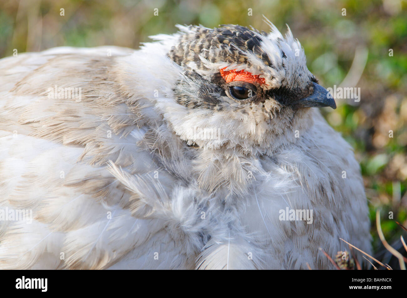 Ptarmigan Lagopus muta male summer feathering at mating time Stock Photo