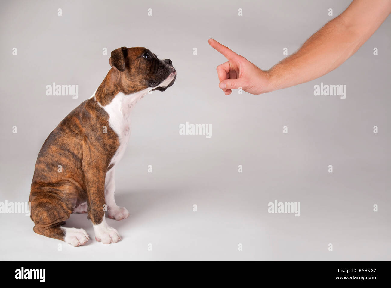 Training of a puppy Stock Photo