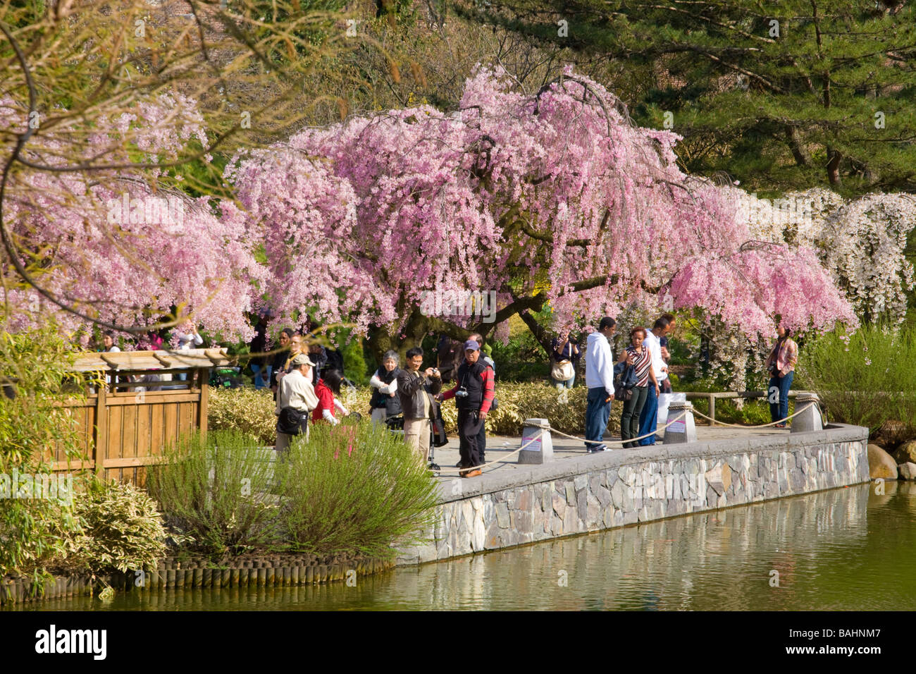 Japanese Cherry Trees Blooming At Brooklyn Botanic Garden New York