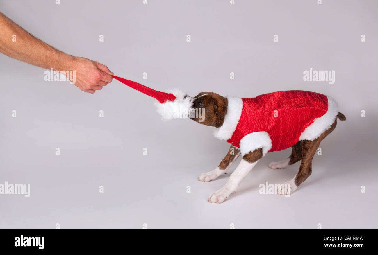 Dog wearing santa costume Stock Photo