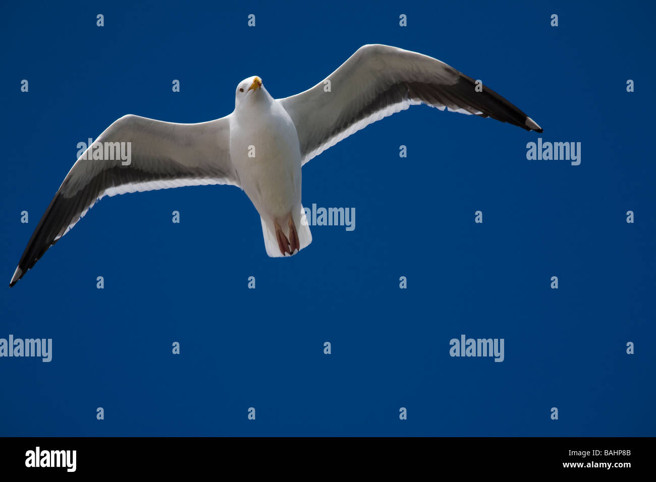 Seagull flying in Santa Monica California United States of America Stock Photo