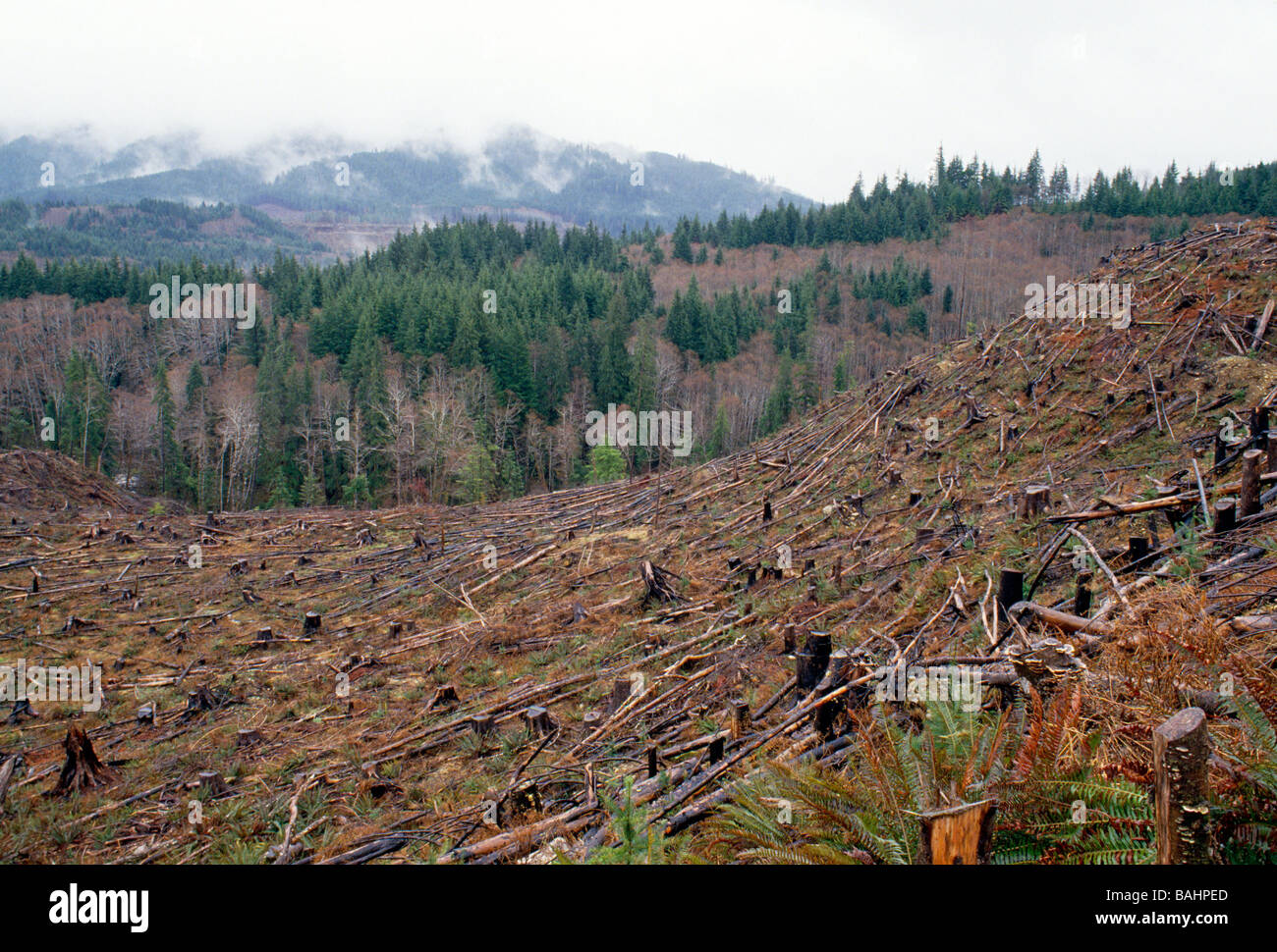 Clear cut logging operation near Forks Washington USA Stock Photo