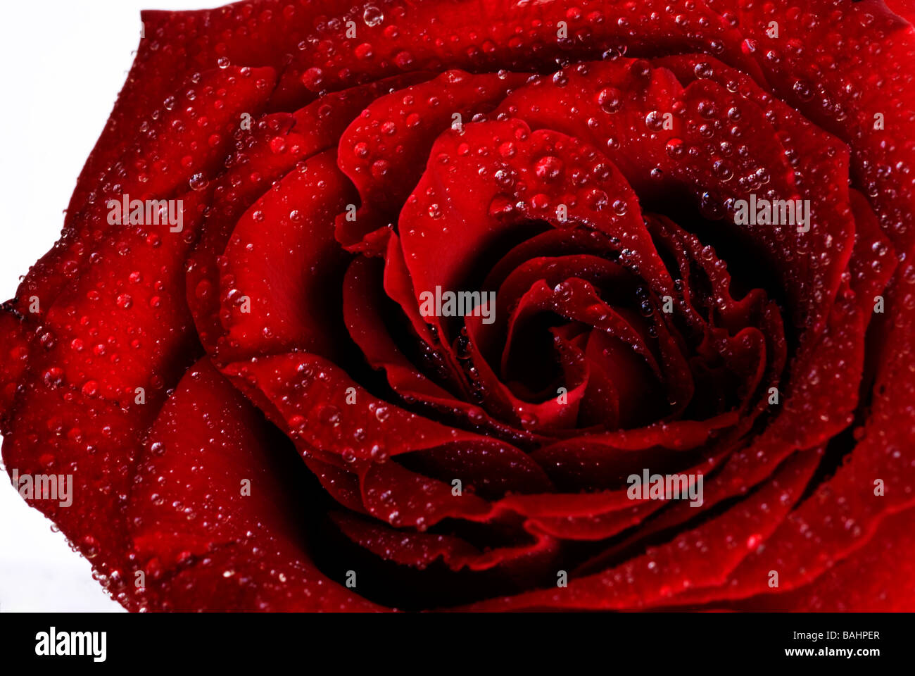 a red rose with water drops, close up Stock Photo - Alamy