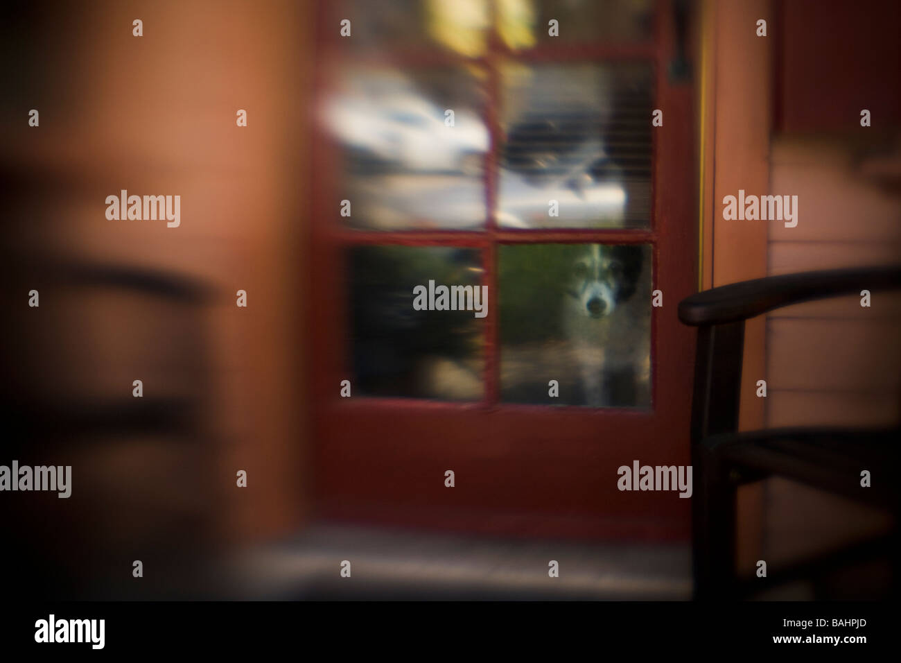 Dog Guards his House Venice Beach Los Angeles County California Unites States of America Stock