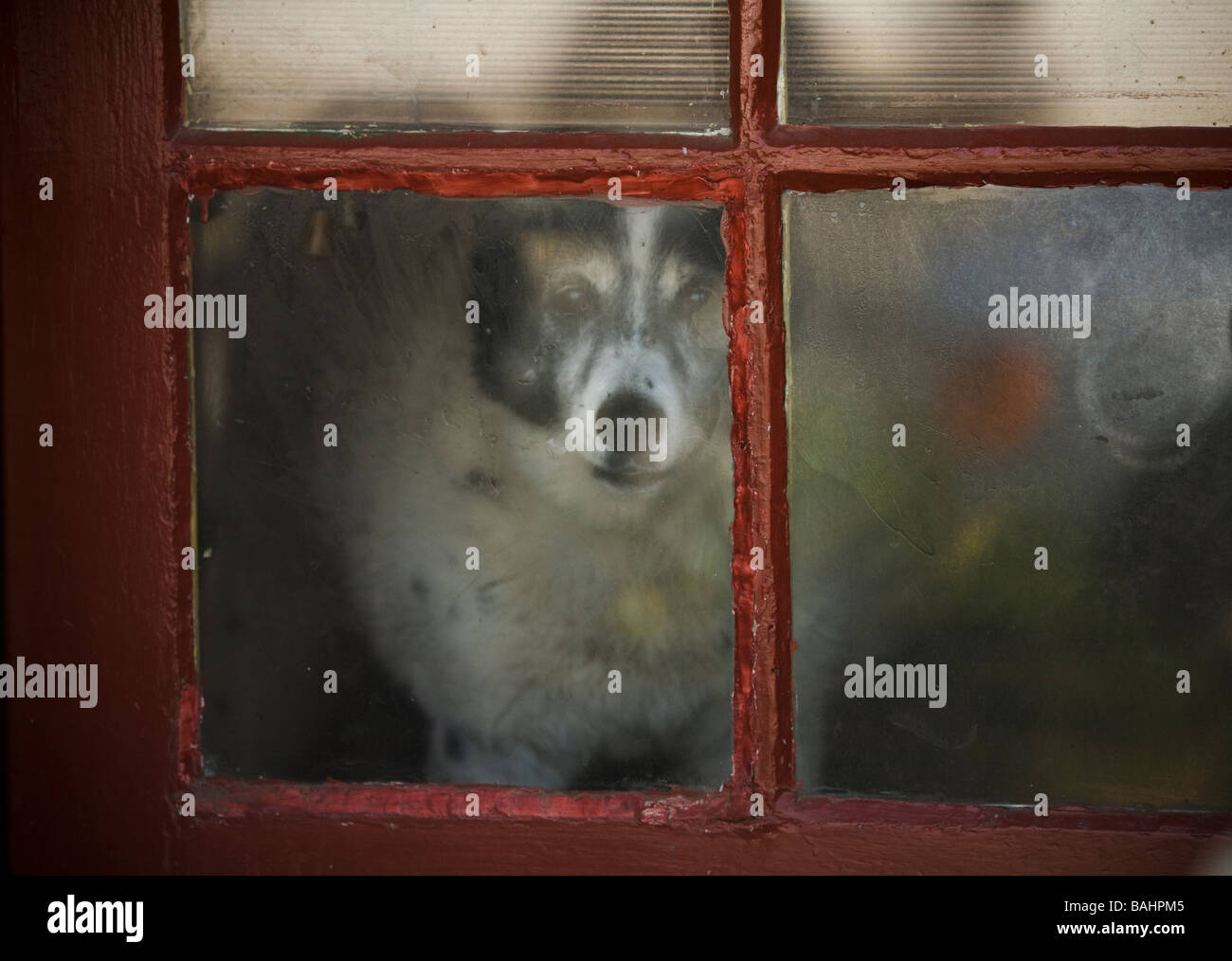 Dog Guards his House Venice Beach Los Angeles County California Unites States of America Stock