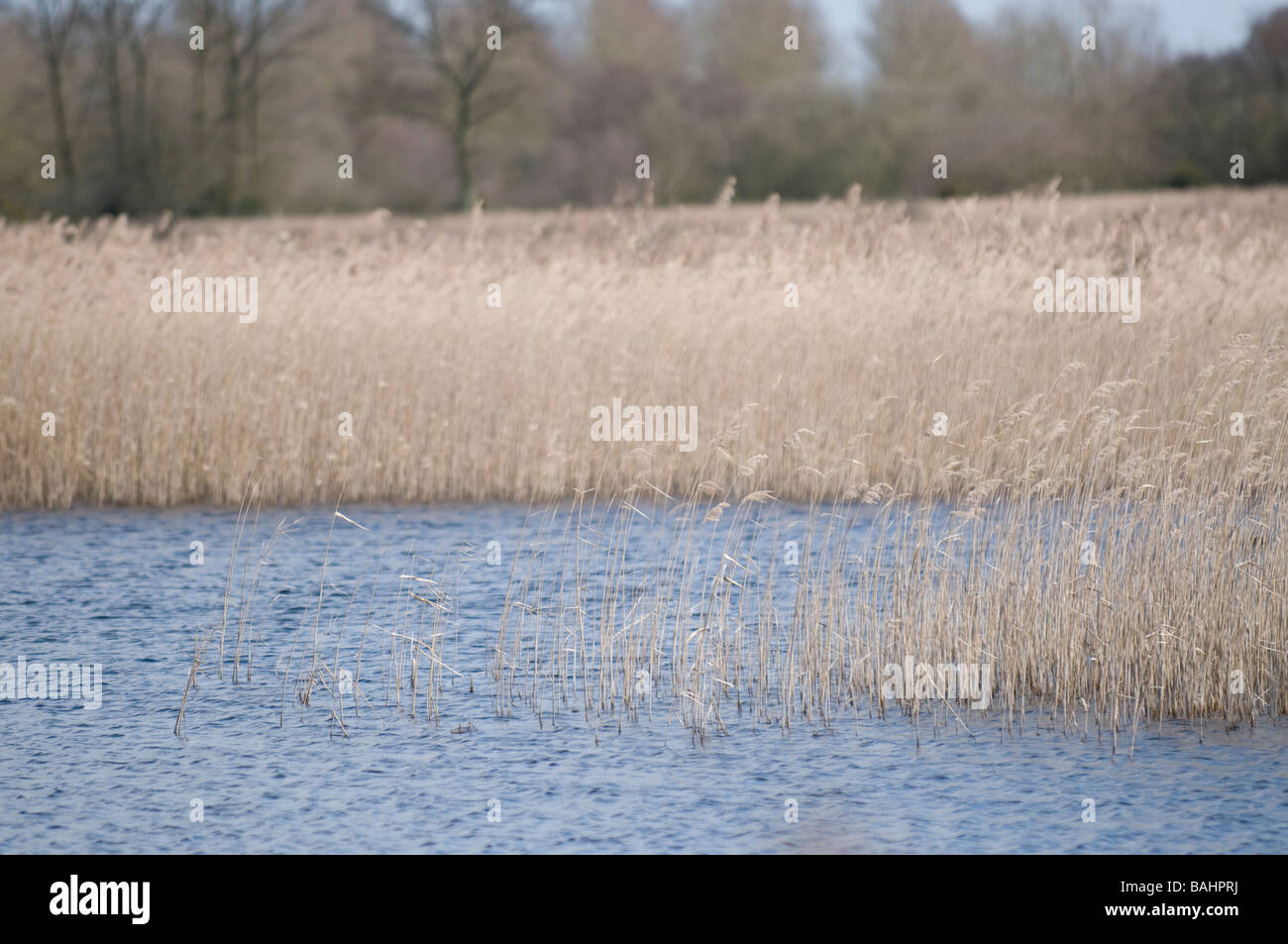 Common Reed (Phragmites communis) in lake Stock Photo