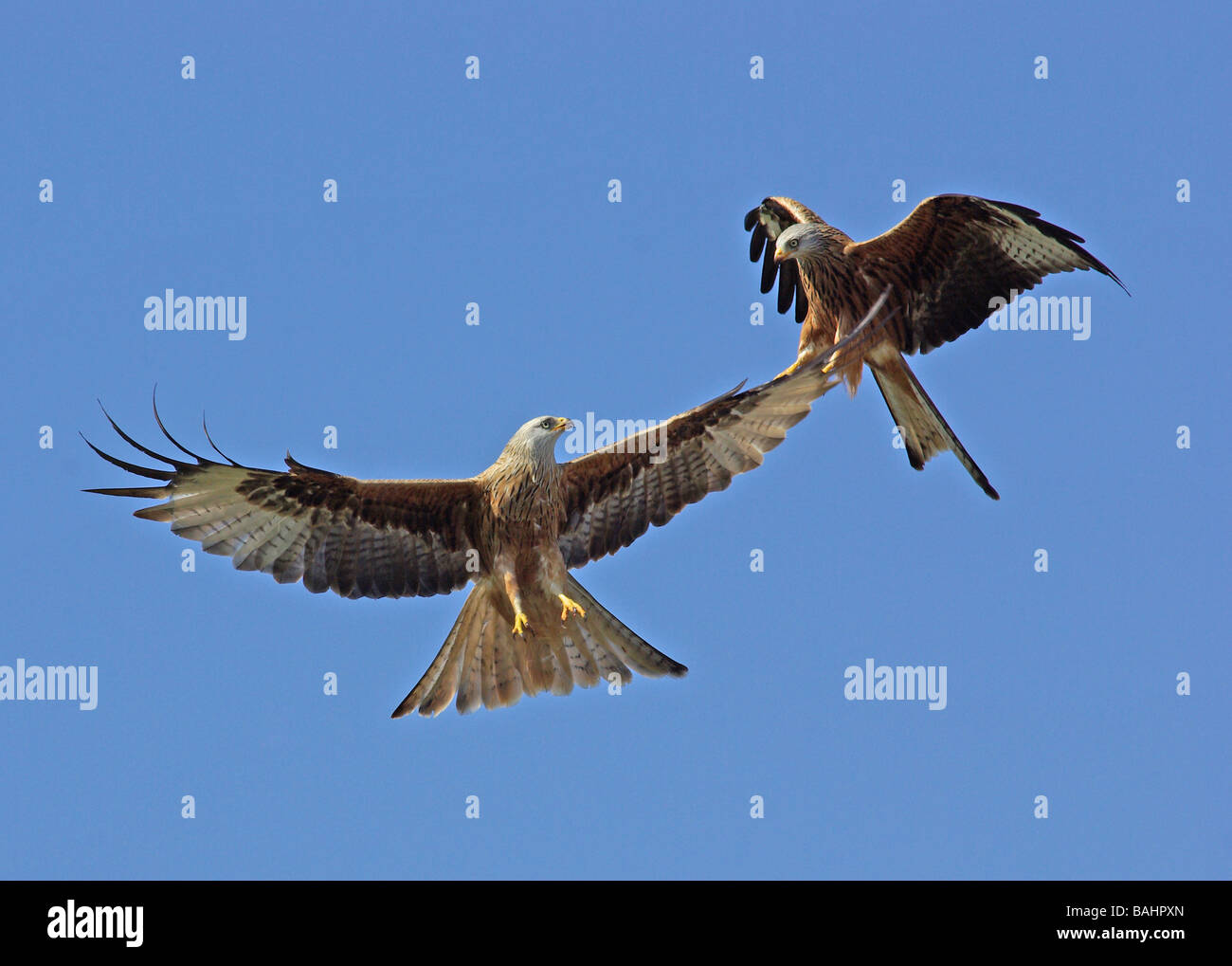 Red kites - Milvus milvus Stock Photo