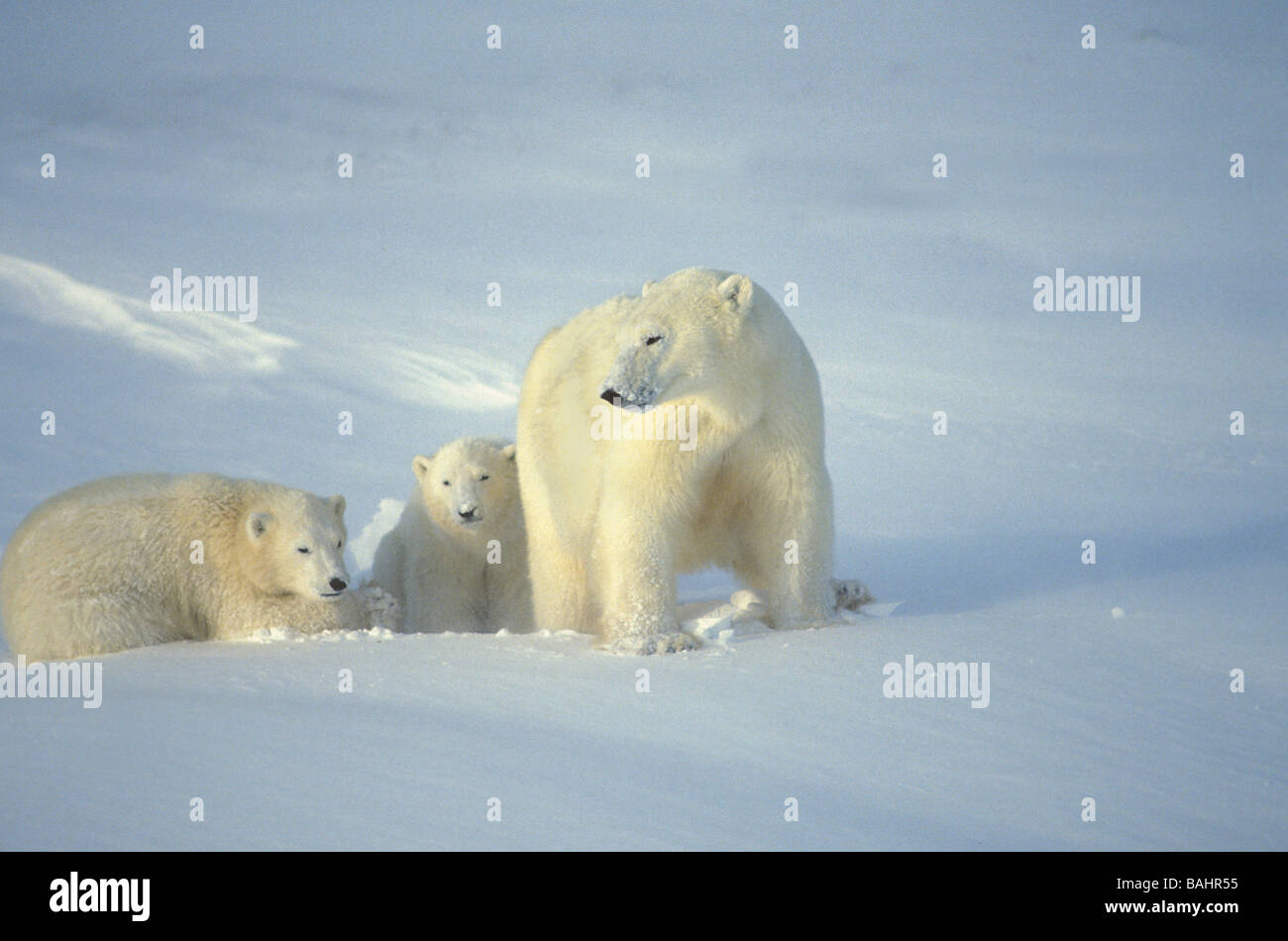 Polar Bears with cubs Stock Photo
