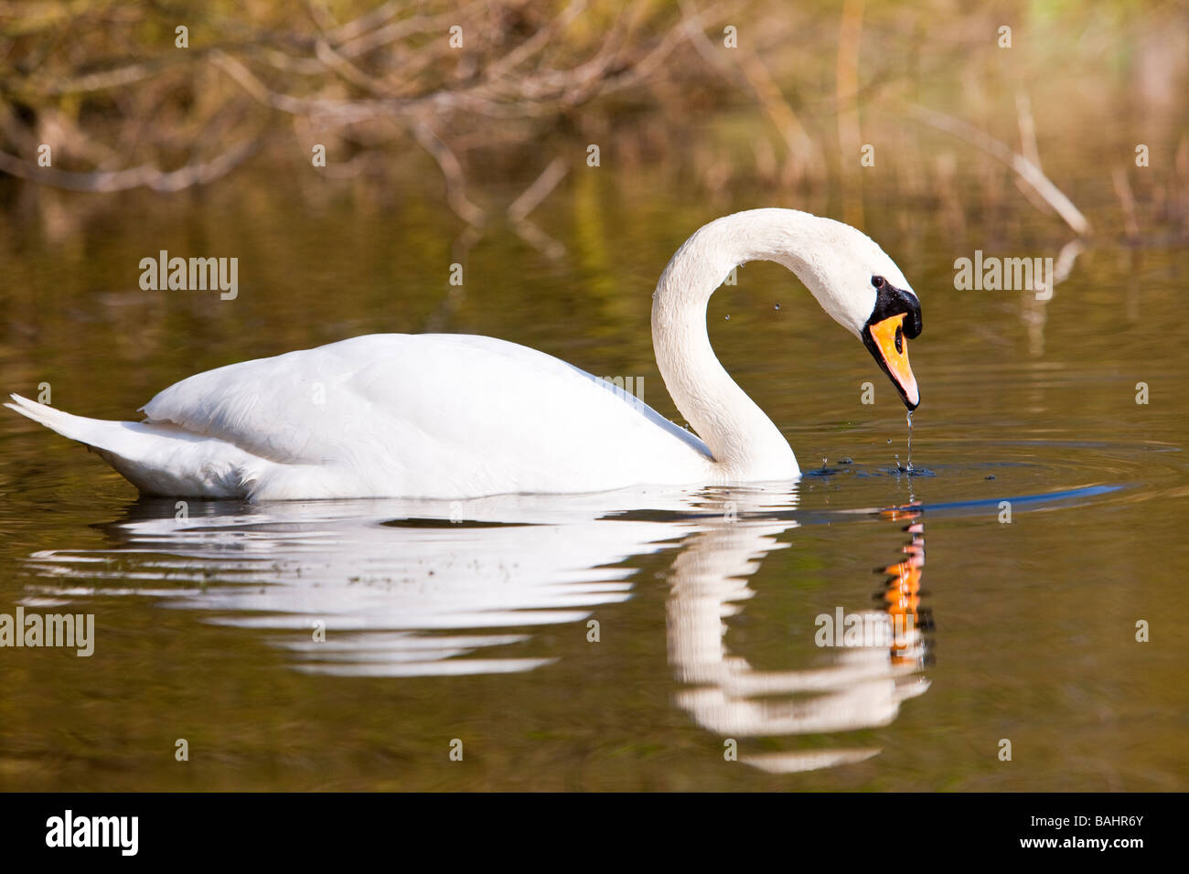 Mute Swan ( Cygnus olor ) Stock Photo