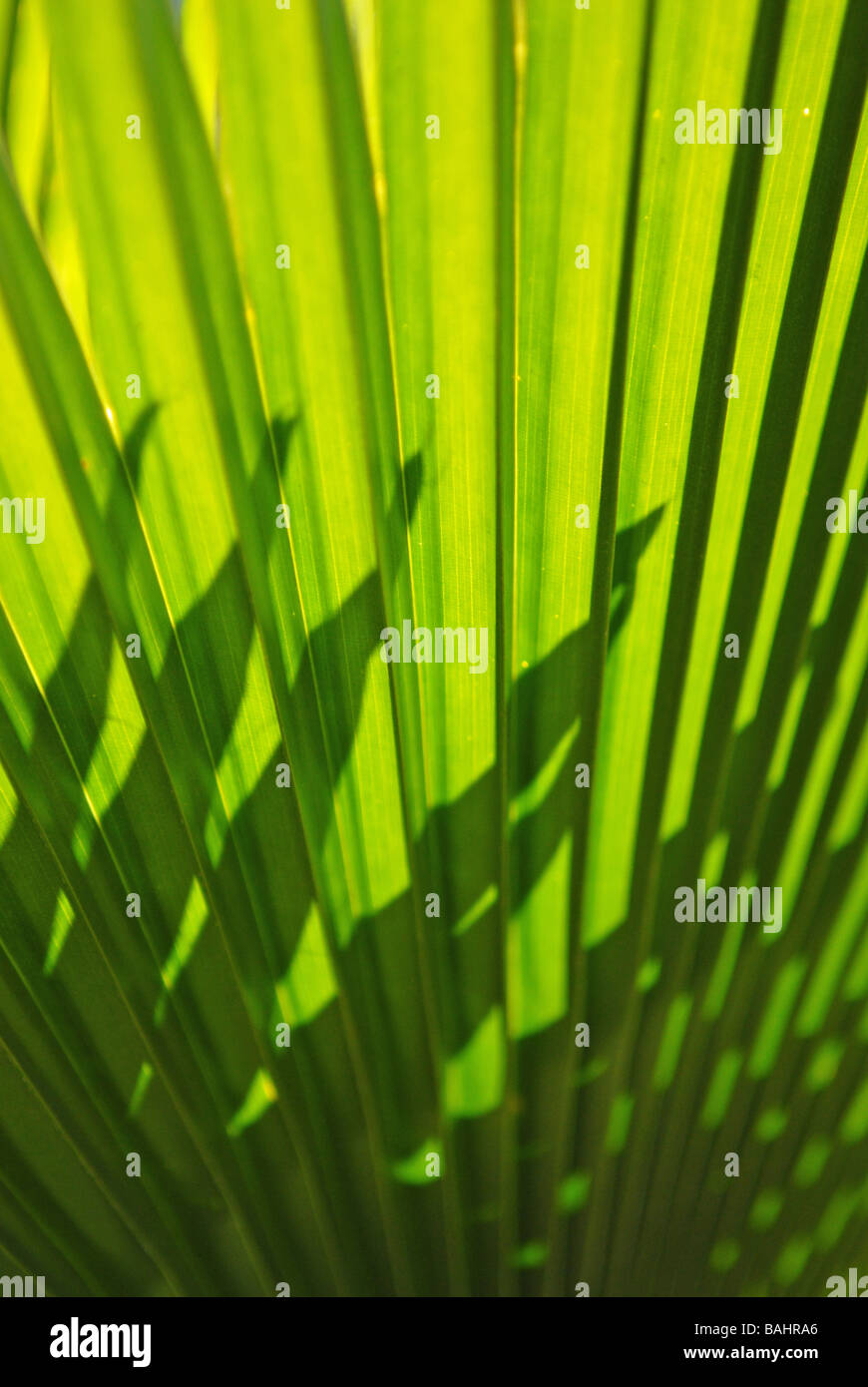 Palm leaf wallpaper hi-res stock photography and images - Alamy