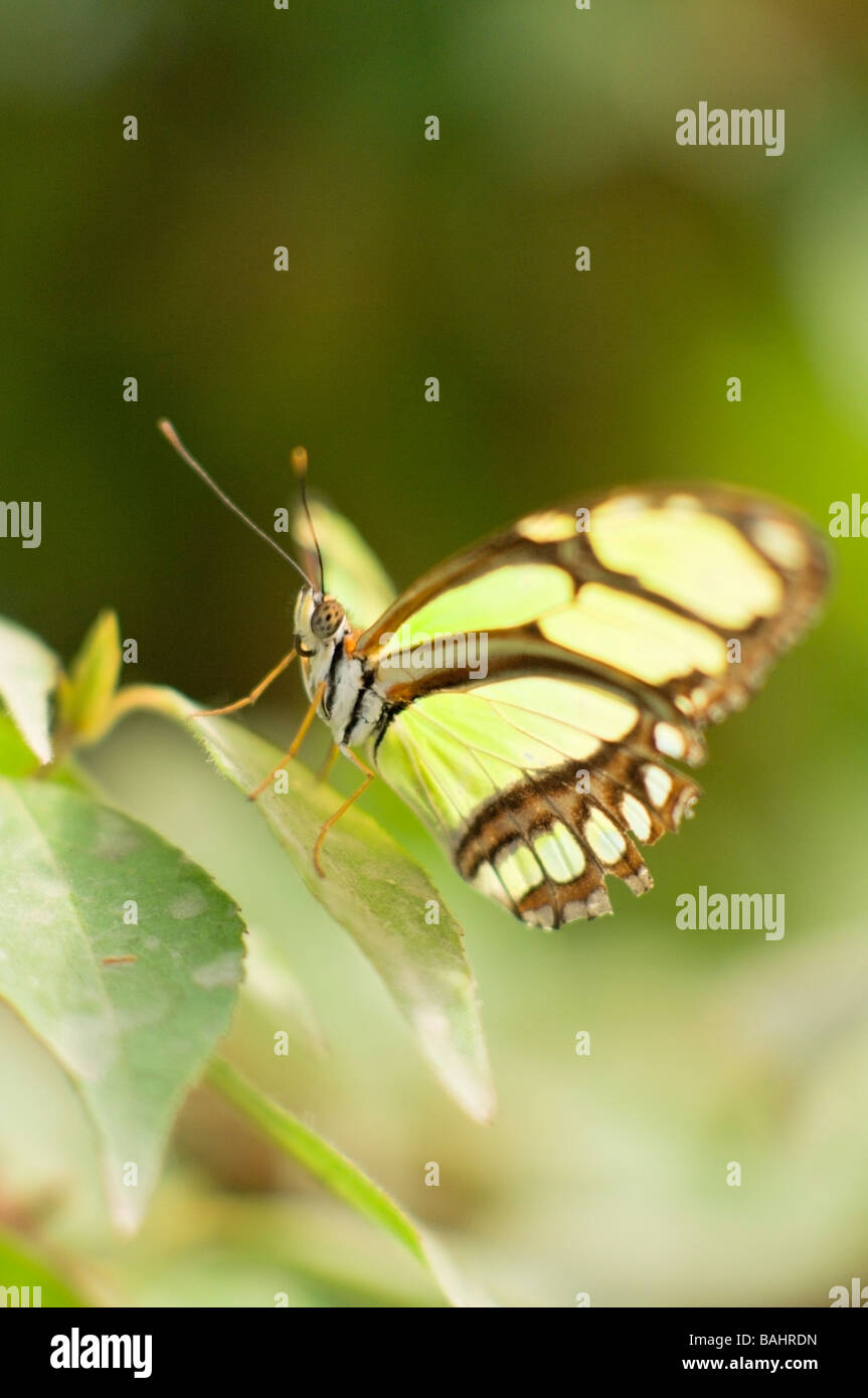 False Malachite Butterfly, Portland, Oregon, USA Stock Photo