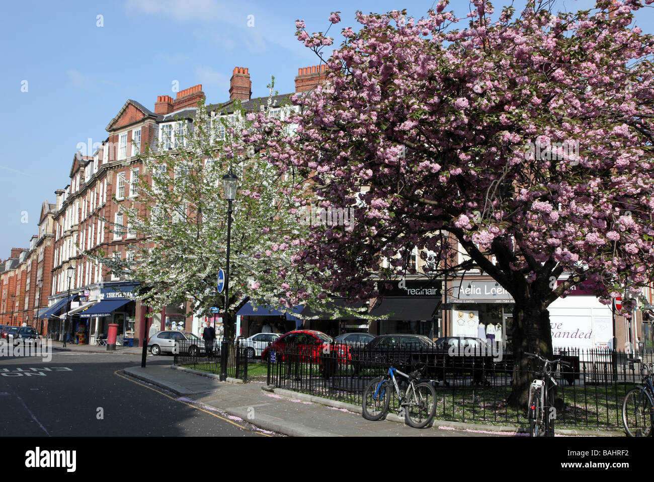 Flowering cherry tree in Chelsea Green heart of Old Chelsea London SW3 Stock Photo