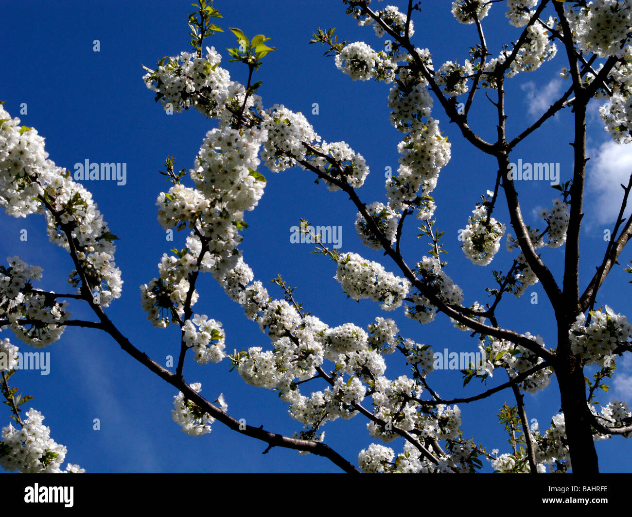 White Flowering Cherry Tree Against Blue Sky Stock Photo