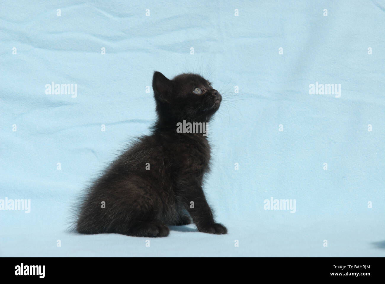 cl kitten t-bar 45 black calfskin