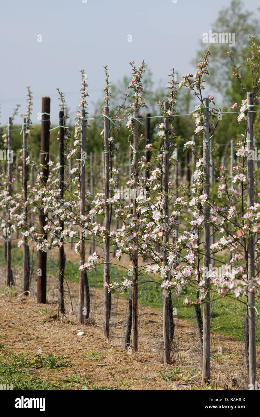 Young Plum Trees In Kent Stock Photo Alamy