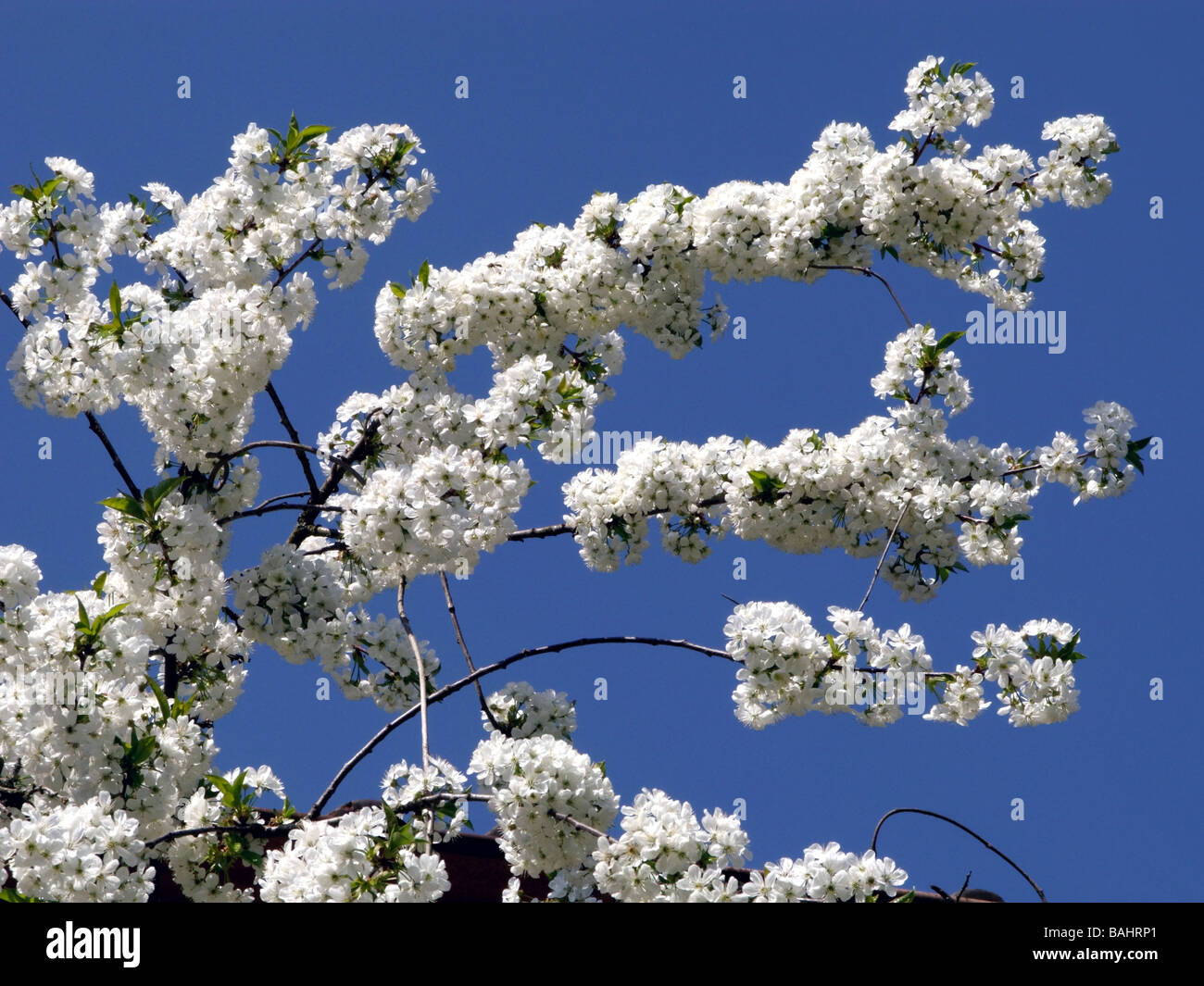 White Flowering Cherry Tree in Bloom Against Blue Sky. Stock Photo