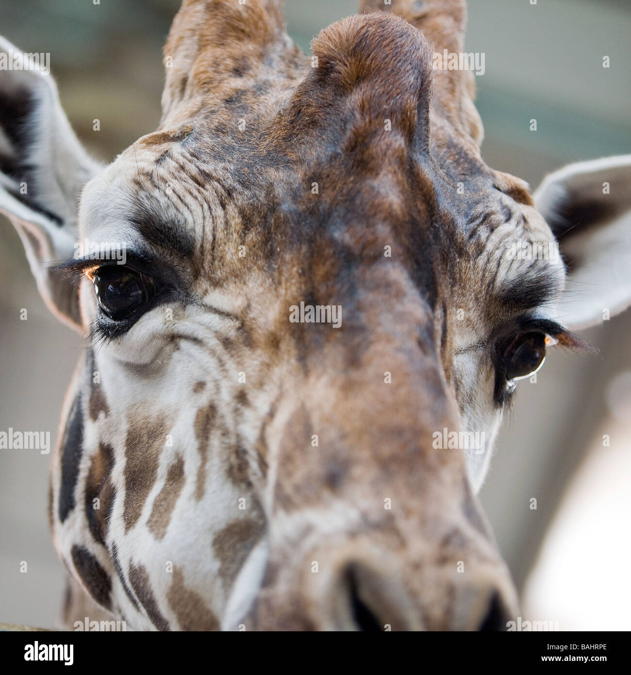 head of a giraffe looking over the top bar of its enclosure Stock Photo