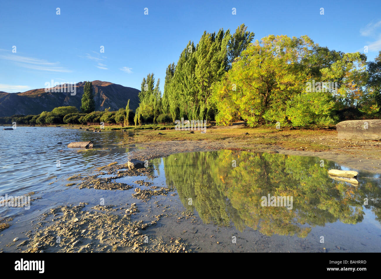 Trees reflecting in Lake Tekapo, New Zealand Stock Photo - Alamy