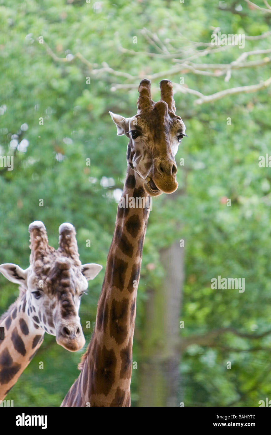 Two giraffes look into their enclosure from outside Stock Photo