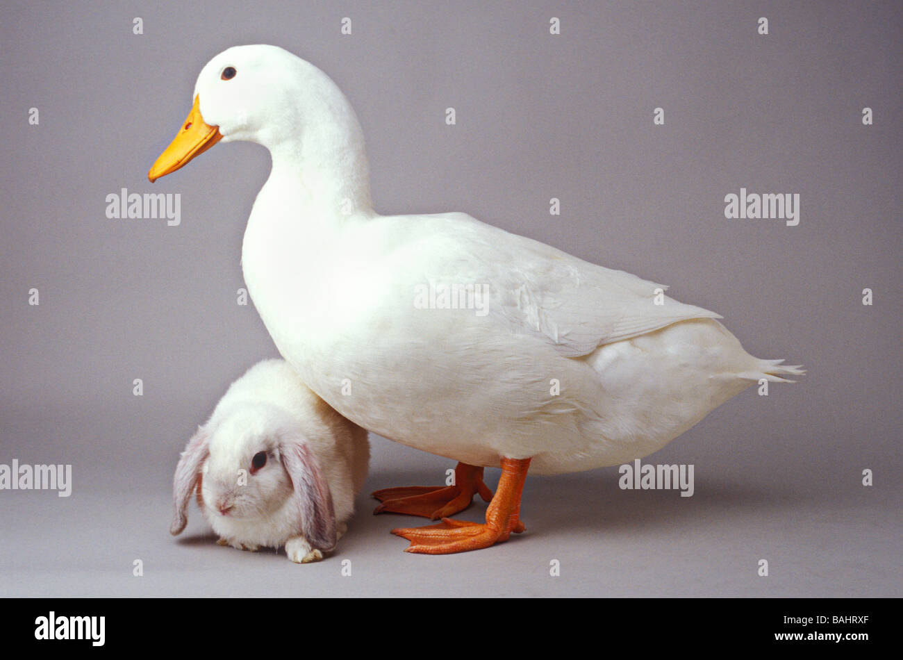 Duck and bunny Stock Photo