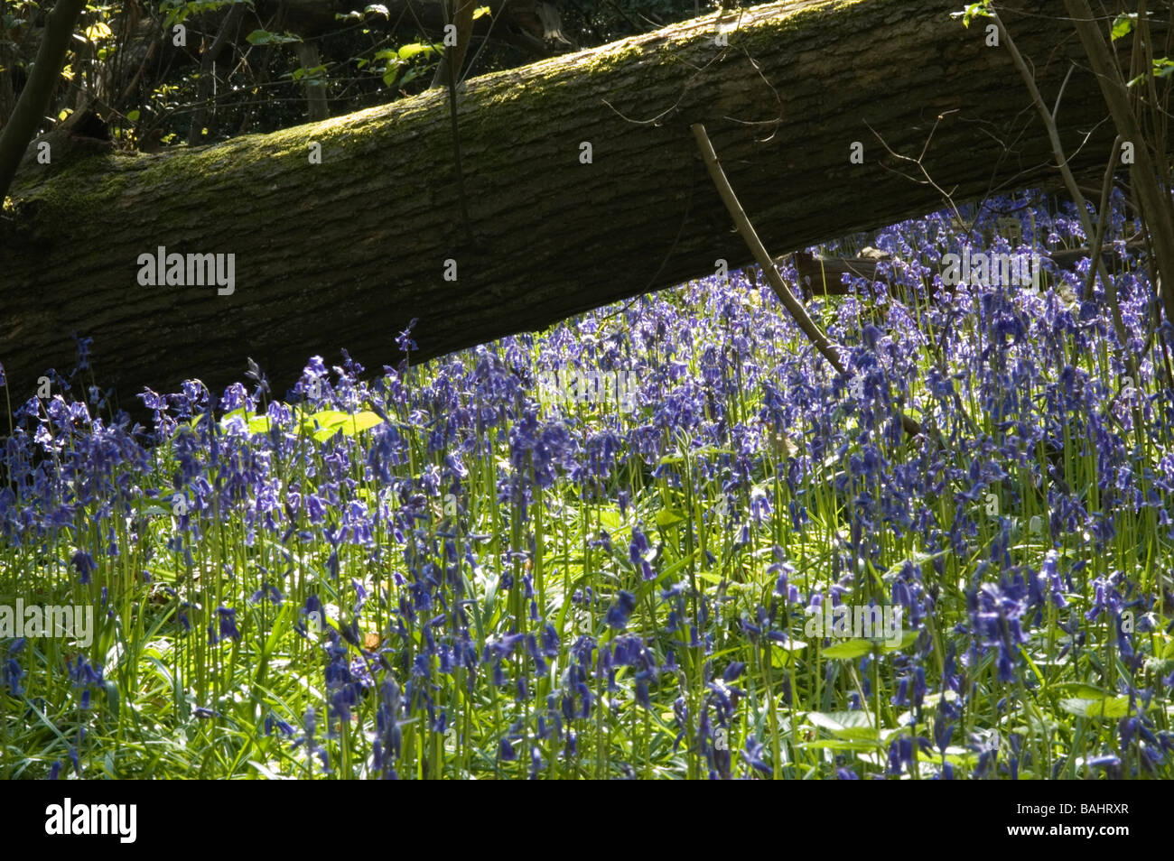 Bluebells (Hyacinthoides non-scripta) surround a fallen tree in a wood in Kent, England. Stock Photo