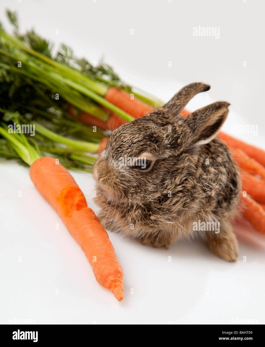 Baby rabbit with carrots Stock Photo Alamy