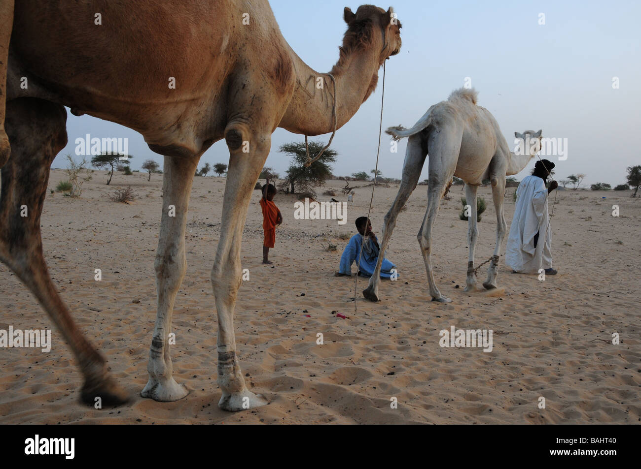 Touaregs with their camels in the Sahara Desert, Mali Stock Photo