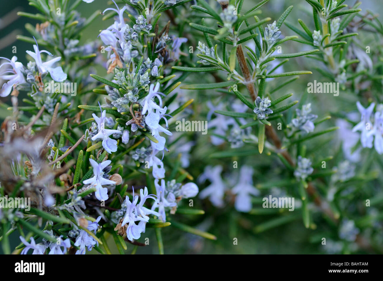 Rosemary in Flower Stock Photo Alamy