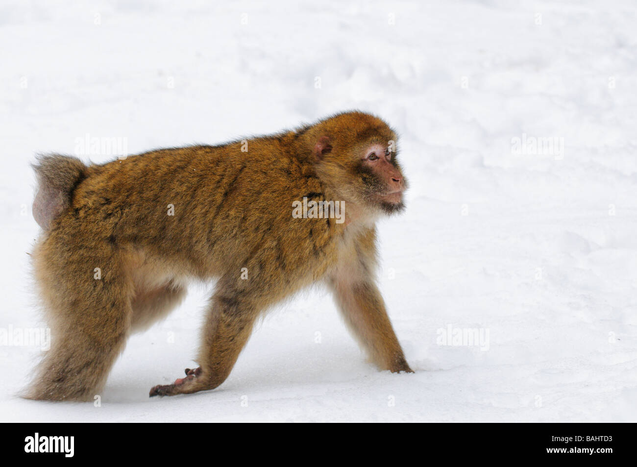 Barbary Macaque Macaca sylvanus on winter snowy cedar forest Mid Atlas ...