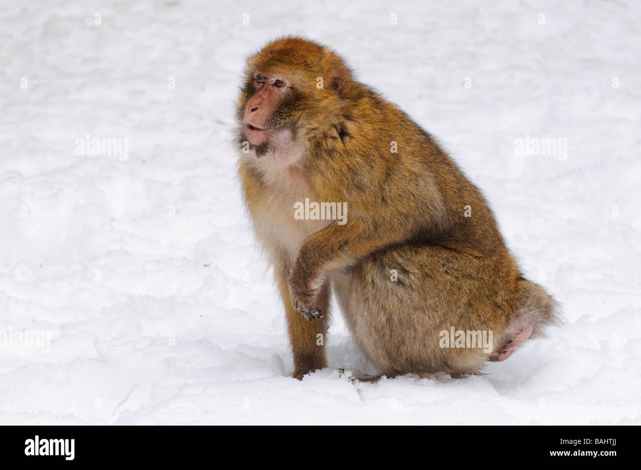 Barbary Macaque Macaca sylvanus on winter snowy cedar forest Mid Atlas ...