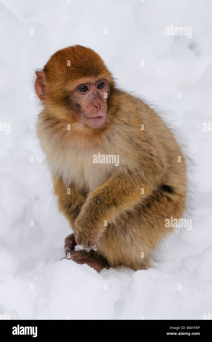 Barbary Macaque Macaca sylvanus on winter snowy cedar forest Mid Atlas range Azrou Morocco Stock Photo