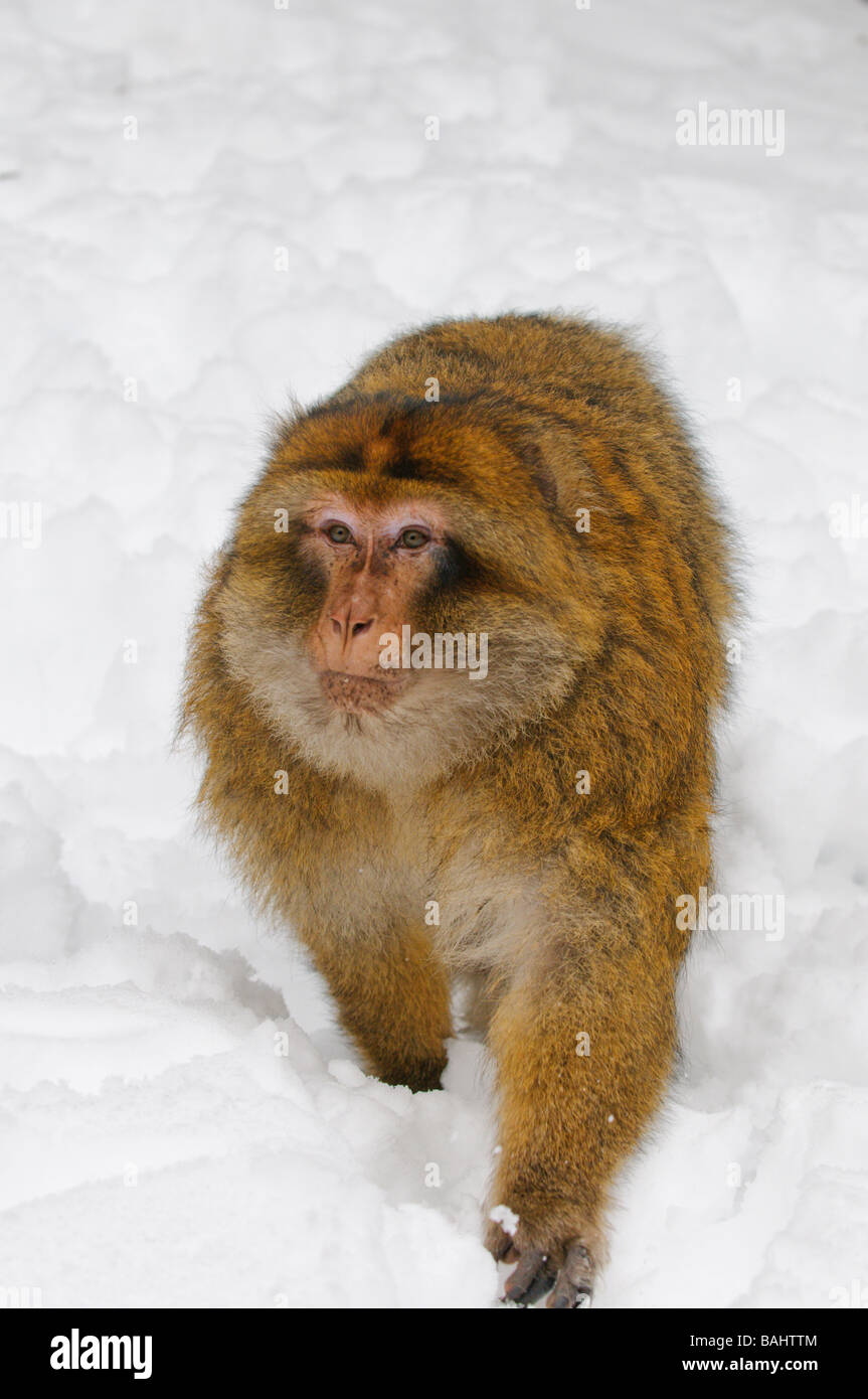 Barbary Macaque Macaca sylvanus on winter snowy cedar forest Mid Atlas range Azrou Morocco Stock Photo