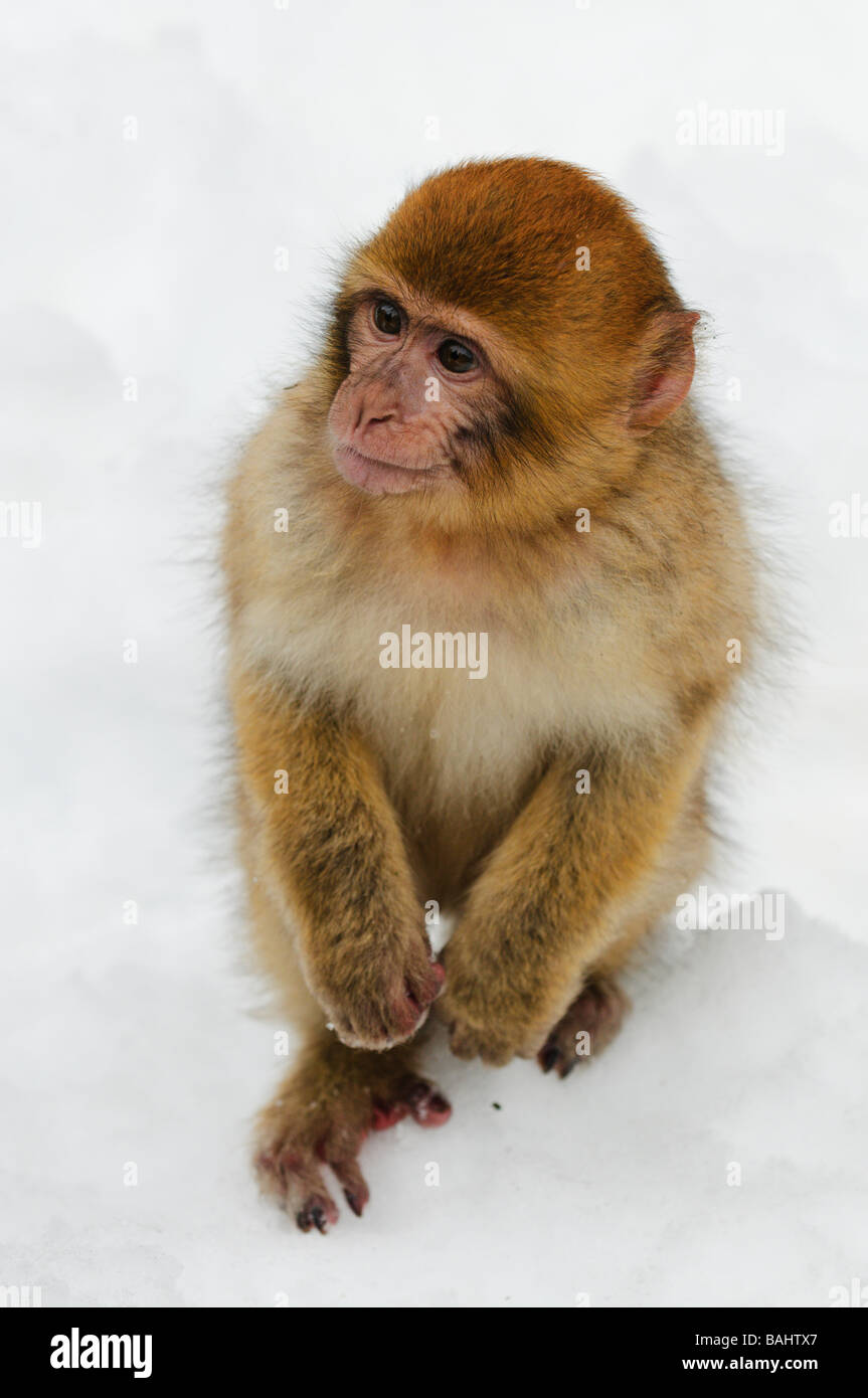 Barbary Macaque Macaca sylvanus on winter snowy cedar forest Mid Atlas ...